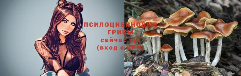 наркошоп  Ершов  shop состав  Псилоцибиновые грибы Psilocybe 